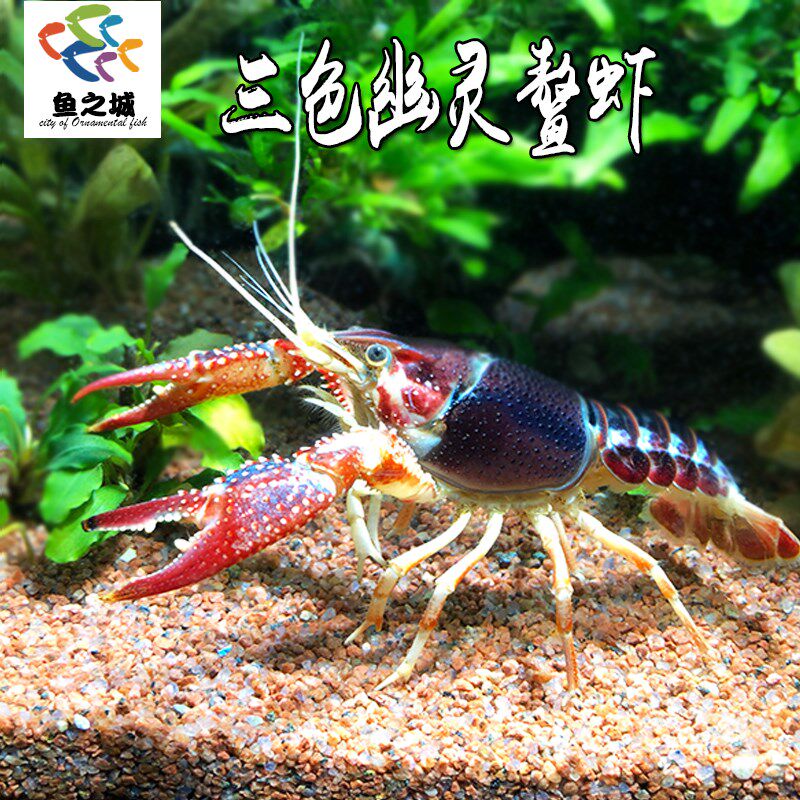 三色幽灵鳌虾水族鱼缸观赏虾新手草缸淡水红鳌虾T蓝鳌虾白鳌虾稀