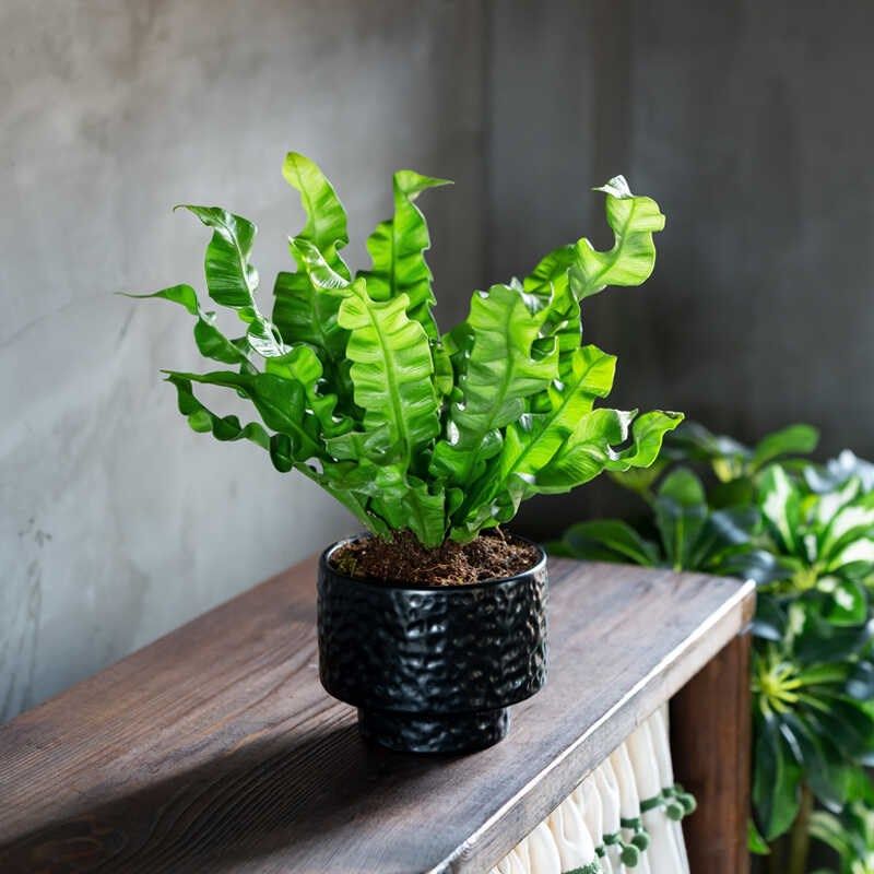 火焰鸟巢蕨绿植室内盆栽植物桌面办公室客厅旺宅驱蚊好养活四季,鲜花速递/花卉仿真/绿植园艺,绿植,淘宝优惠券,粉丝福利购,淘宝优惠卷
