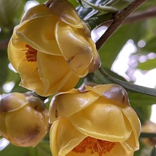 防城金花茶苗 防普金花茶树苗 普通种金花茶树 金花茶 开花大树