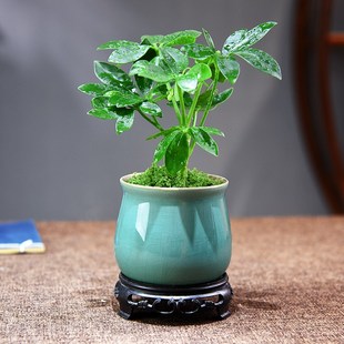 鸭掌木盆栽植物七叶莲绿植桌面小盆景室内办公客厅茶室植物摆件