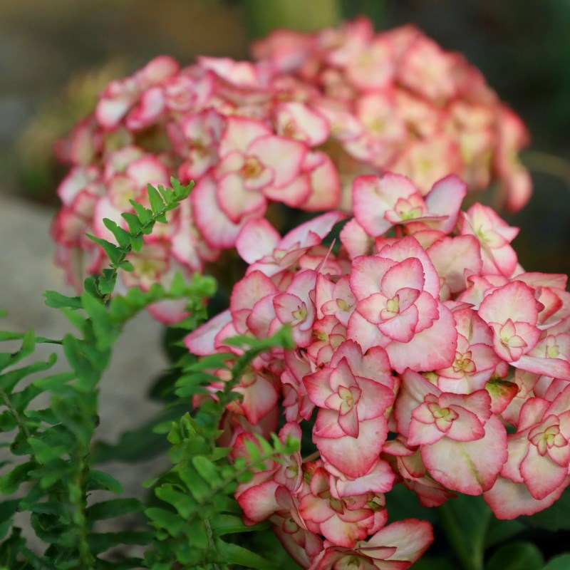 纱织小姐绣球花大苗重瓣大花阳台盆栽多季开花卉绿植庭院花园植物