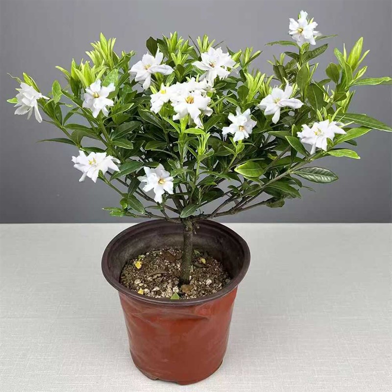 栀子花盆栽小叶独杆栀子花树苗大叶牡丹盆景浓香型带花苞花卉绿植