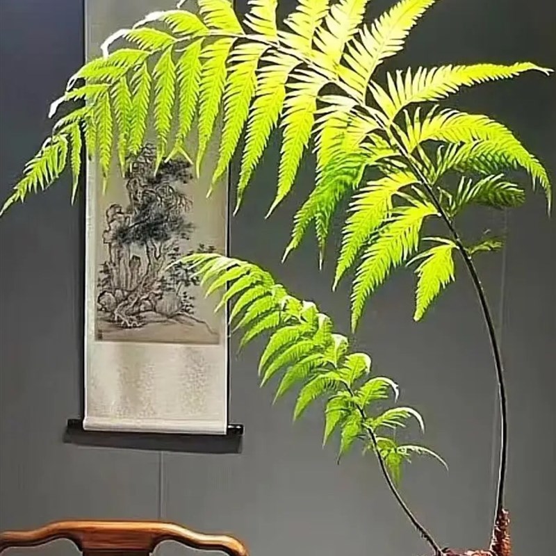 蕨类植物绿植一叶蕨盆栽盆景造景苔藓球大型微景观热带雨林