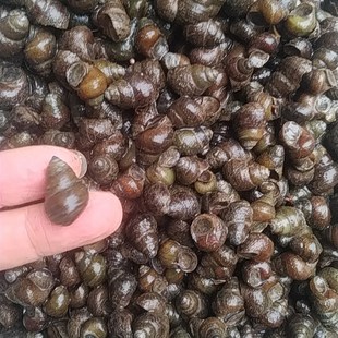 钓青鱼利器5斤9斤小号打窝石螺花生米大小可搭配挂钩脆螺一起发货