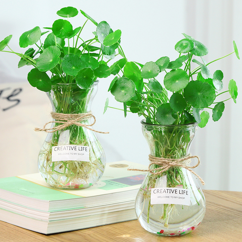 套装水培植物铜钱草四季水养花卉绿植迷你盆栽室内四季好养活