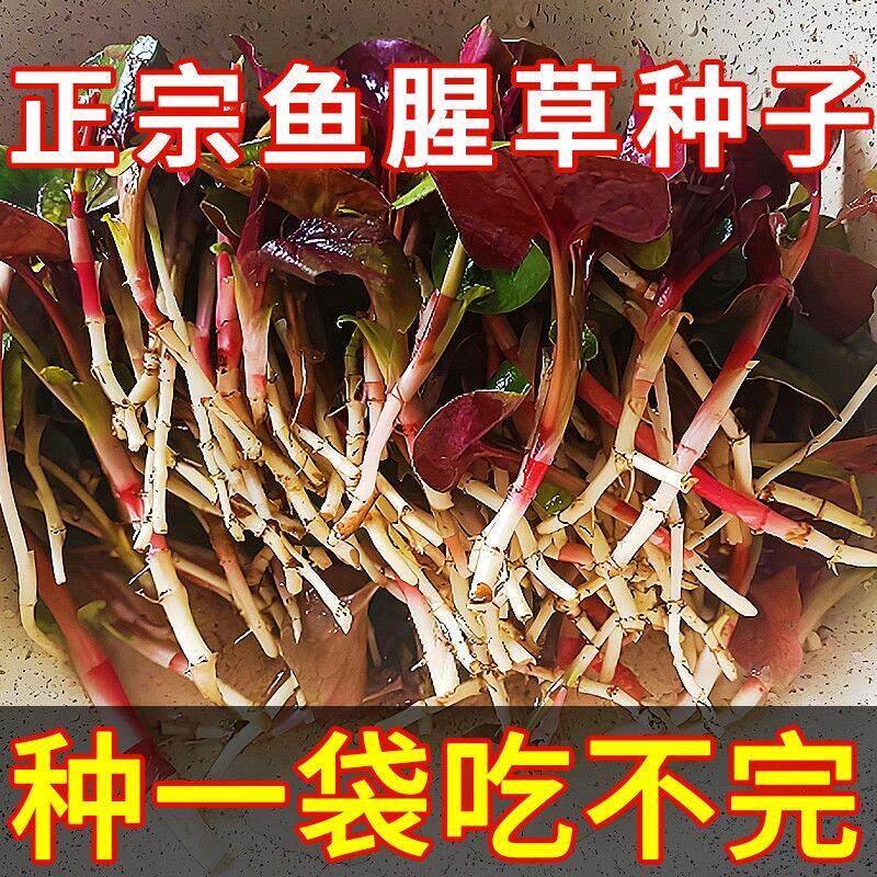 鱼腥草折耳根种子1-12月播种家庭园艺阳台盆栽易种蔬菜种子