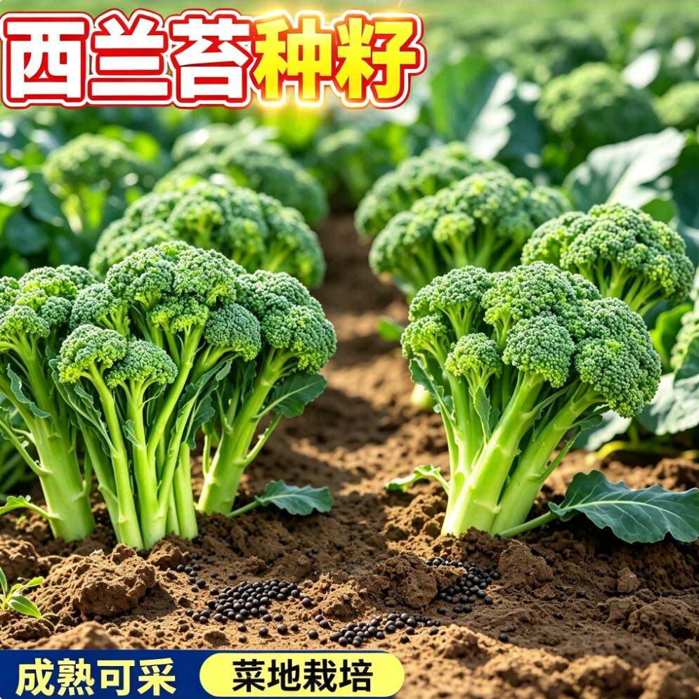 美味西兰苔种子分支多口