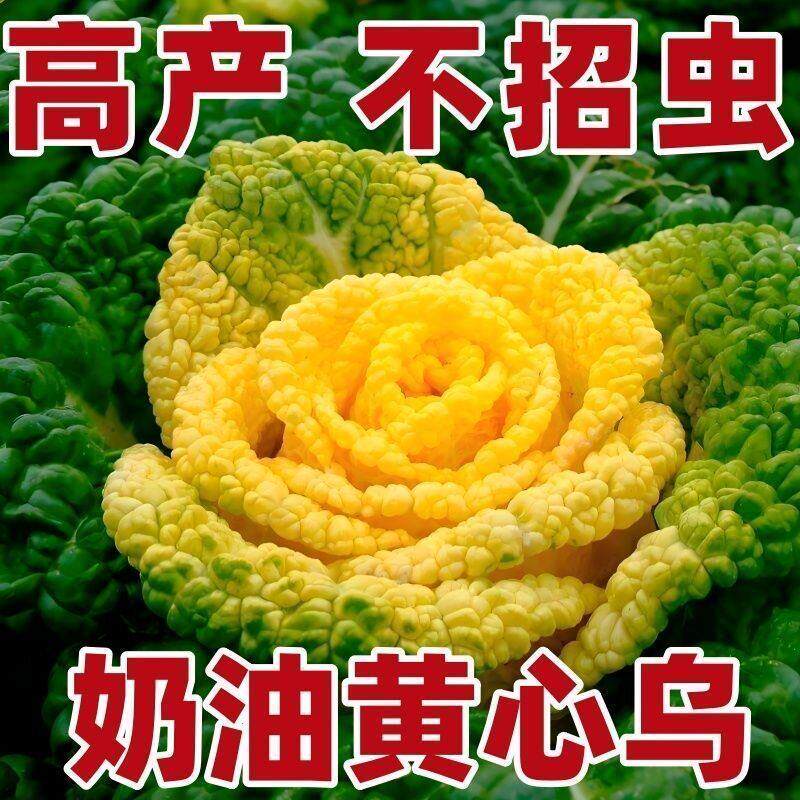 高产黄心乌塌菜种子耐寒正品庭院种植菊花心黄心菜种子各种菜种子
