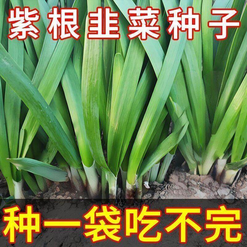 老品种紫根韭菜种子红根韭菜宽叶非菜籽蔬菜种子阳台盆栽庭院易种
