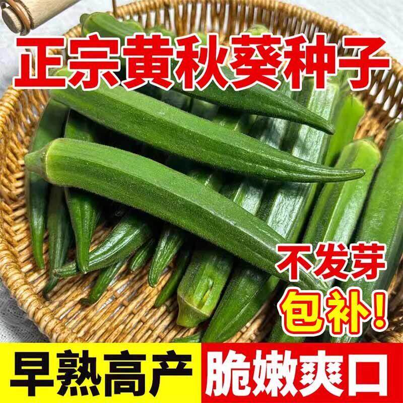 【新种好养活】不易老水果秋葵种子生吃好种的水果黄色秋葵籽蔬菜