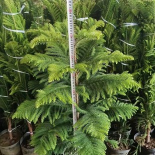南洋杉盆栽圣诞树苗四季常绿庭院节日树阳台绿植工程绿化大树植物