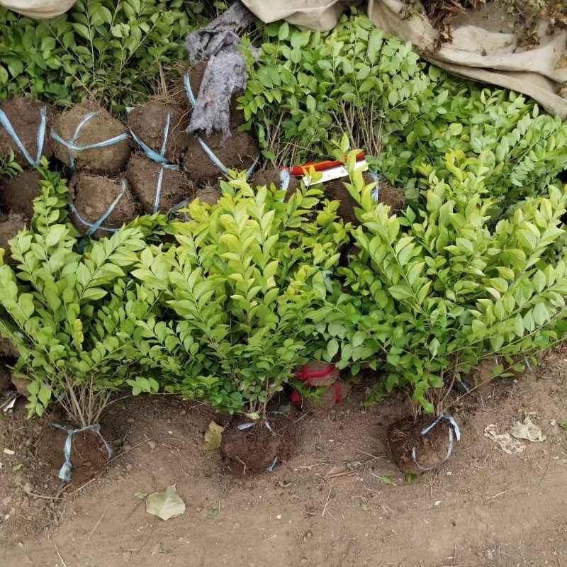 金叶女贞树苗小叶女贞工程绿化苗北方观叶常绿灌木庭院绿篱色块苗