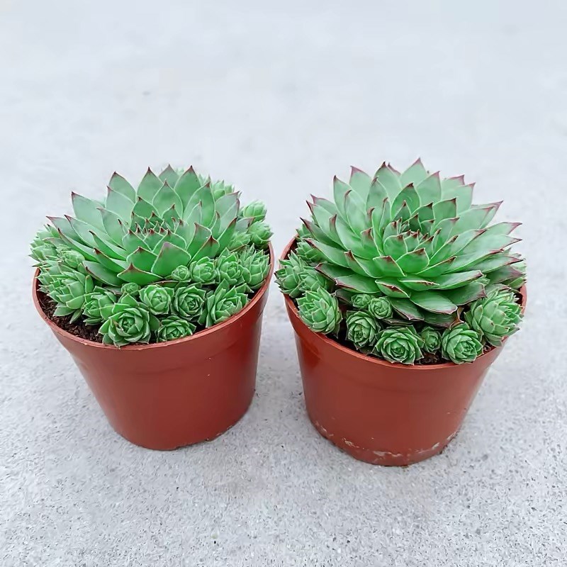 子孙满堂多肉植物观音莲客厅花卉盆栽四季好养花草室内绿植四季常