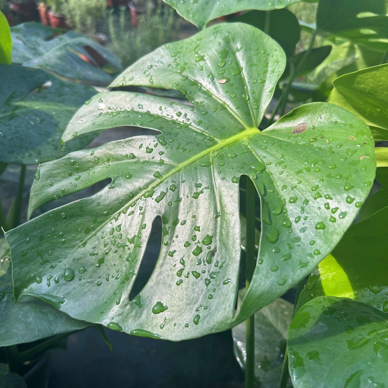 龟背芋大型盆栽绿植室内客厅办公室清新空气四季常青大叶水培植物