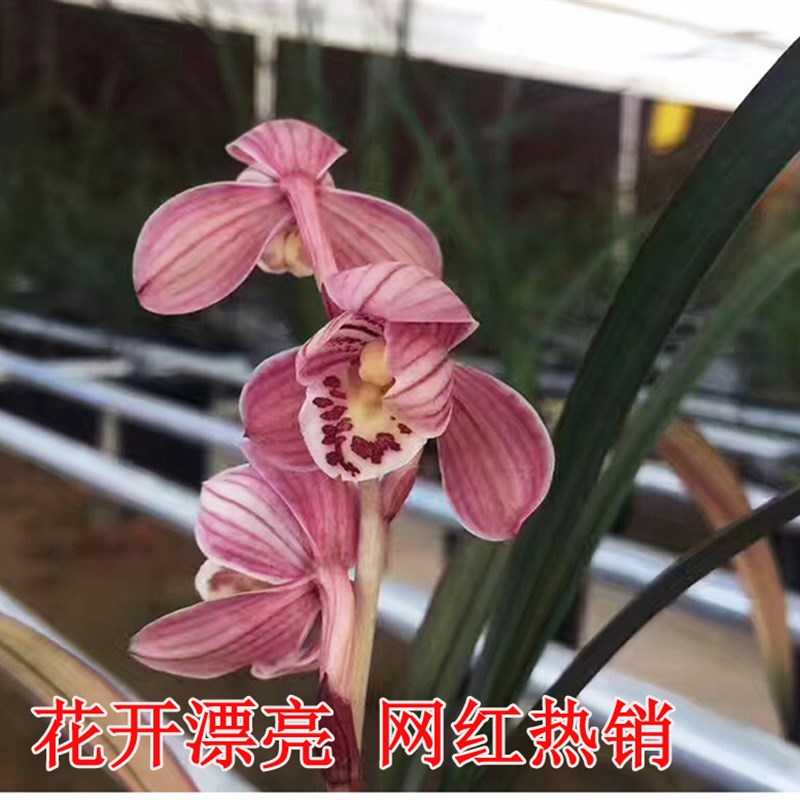 兰花建兰红草红荷网红热销四季兰高档名贵花卉名品花开漂亮红花