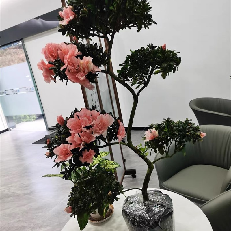 四季开花杨梅红杜鹃花游龙造型盆景绿植室内外好养易活耐寒耐热