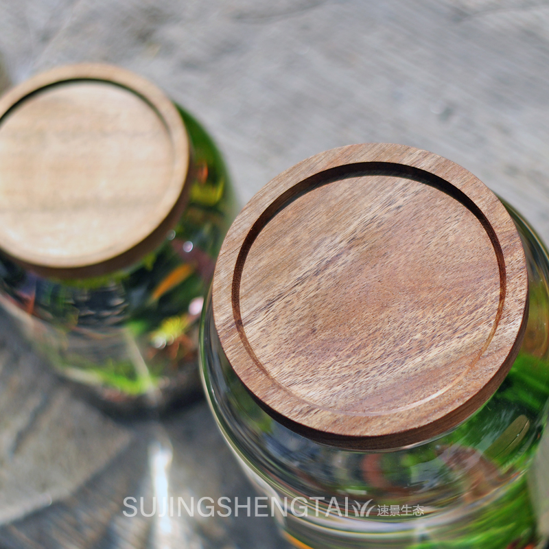 生态瓶水草小鱼缸玻璃办公桌面微景观生日情侣礼物DIY作业免换水