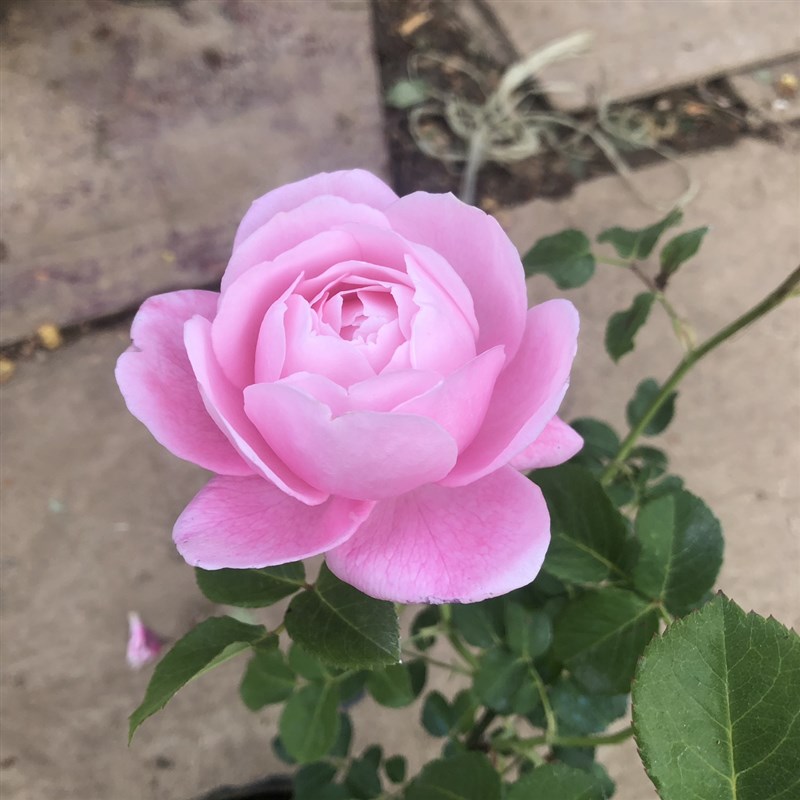 羽毛月季盆栽花苗阳台庭院多季节开花丰花玫瑰花苗大花浓香月季