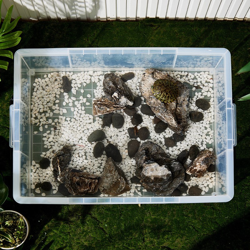 乌龟周转箱家用过滤造景塑料专养龟缸透明生态箱生物养鱼养殖箱子