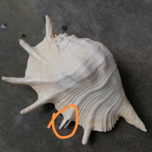 天然海螺贝壳蜘蛛螺七角螺爪子螺地中海家居摆件水族鱼缸造景