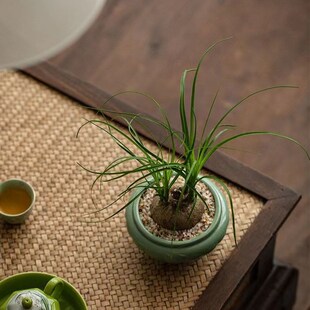 酒瓶兰盆栽大颗老桩办公桌网红懒人绿植室内盆栽花V卉耐旱植物盆
