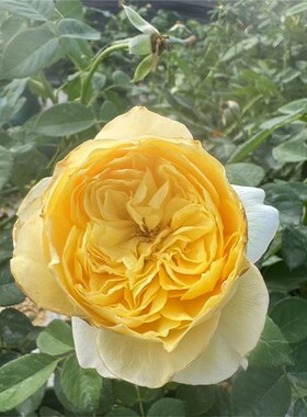 鹊鸠月季  中苗抗p病性强 耐湿热勤花丰花 阳台庭院系列