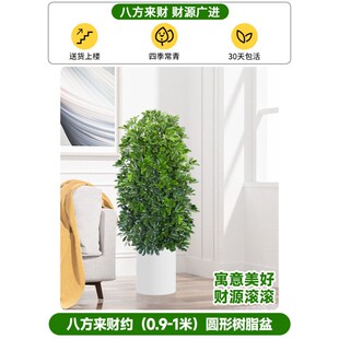 鸭脚木八方来财植物丛生盆栽x客厅绿植大型室内外花卉树苗四季好
