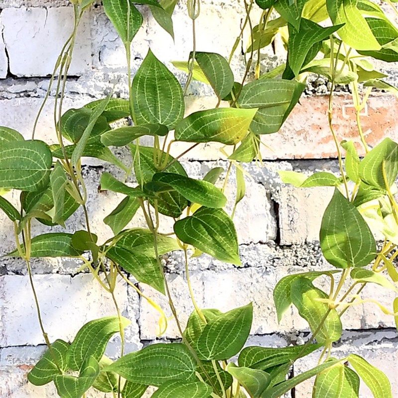 仿真乡村植物仿真装饰垂吊田园小萝叶绿萝随意造型壁挂吊篮常春文,鲜花速递/花卉仿真/绿植园艺,仿真绿植,淘宝优惠券,粉丝福利购,淘宝优惠卷