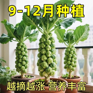 種抱子甘藍種子小包菜卷心菜包心菜蔬菜種子 孢子甘藍種子一年四季