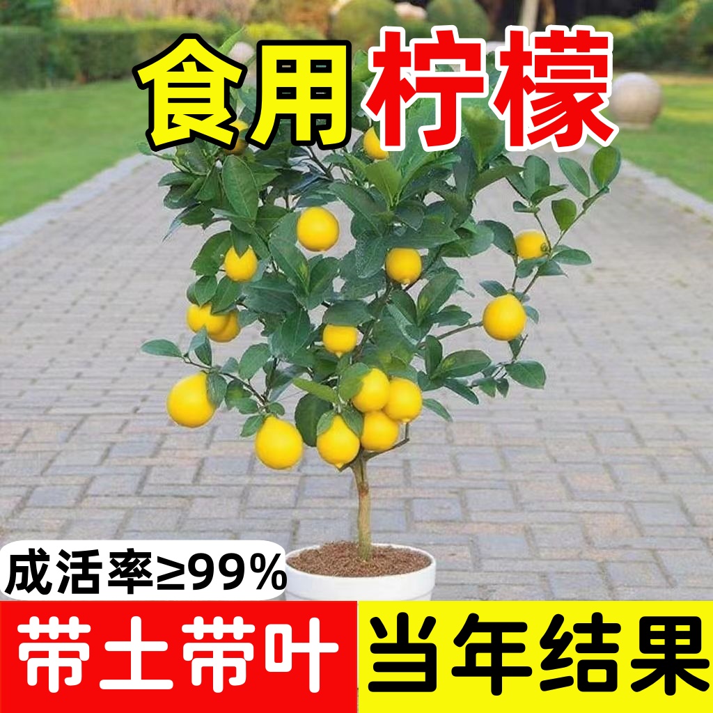 香水柠檬树苗盆栽带果室内