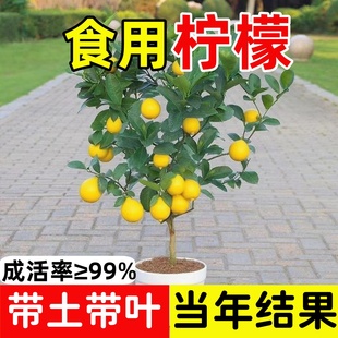 香水柠檬树苗盆栽带果室内室外结果无籽四季柠檬苗食用柠檬树果苗