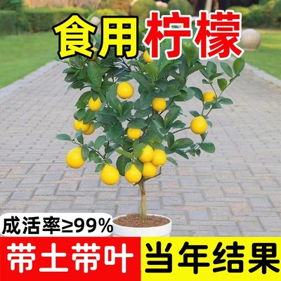 香水柠檬树苗盆栽带果室内