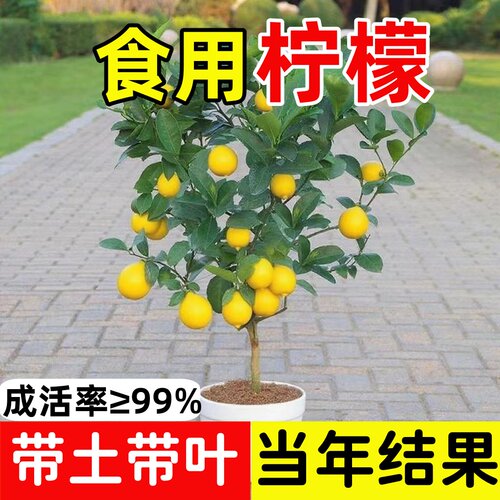 香水柠檬树苗盆栽带果室内