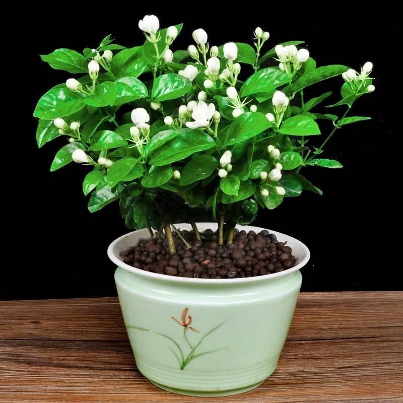 Jasmine potted plant inudoor balcony flowers bonsai mosquito