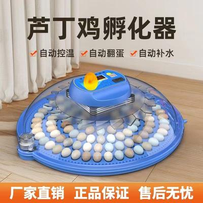 小飞碟鹦鹉鸟蛋芦丁鸡孵蛋孵化器家用全自动孵化机小型孵化箱