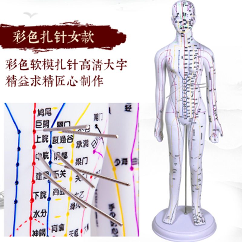 中医针灸人体穴位十二经络模型小皮人可扎针全身教学练习模特图
