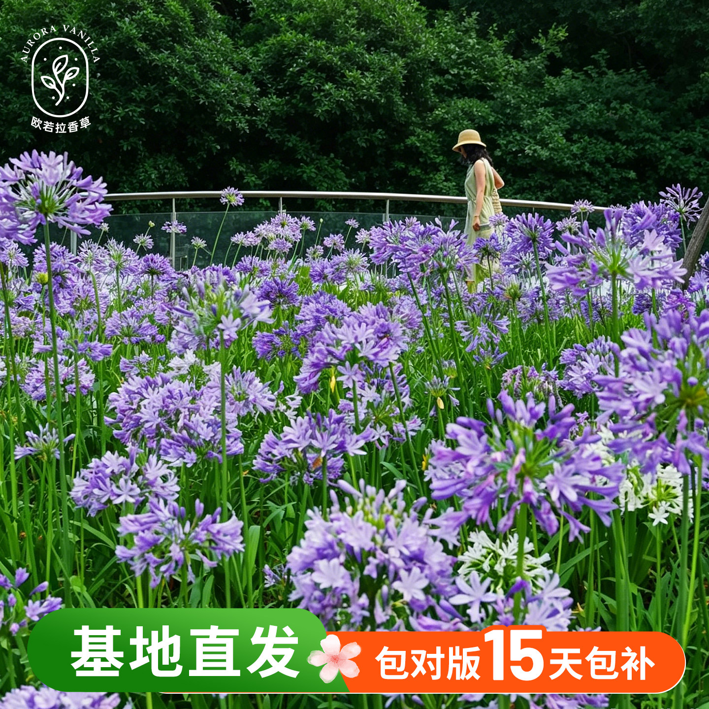 百子莲盆栽花苗多年生球根花卉当年开花耐热耐寒好养
