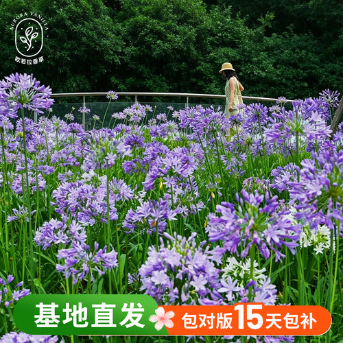 百子莲盆栽花苗多年生球根花卉当年开花耐热耐寒好养