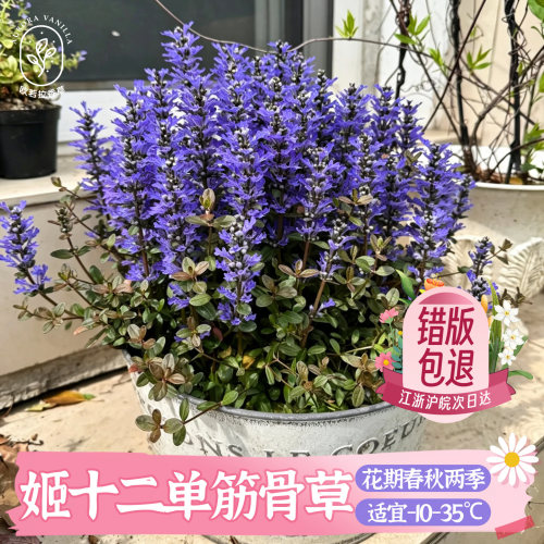 姬十二筋骨草苗紫花紫叶青铜美人耐旱盆栽地栽植物庭院花园