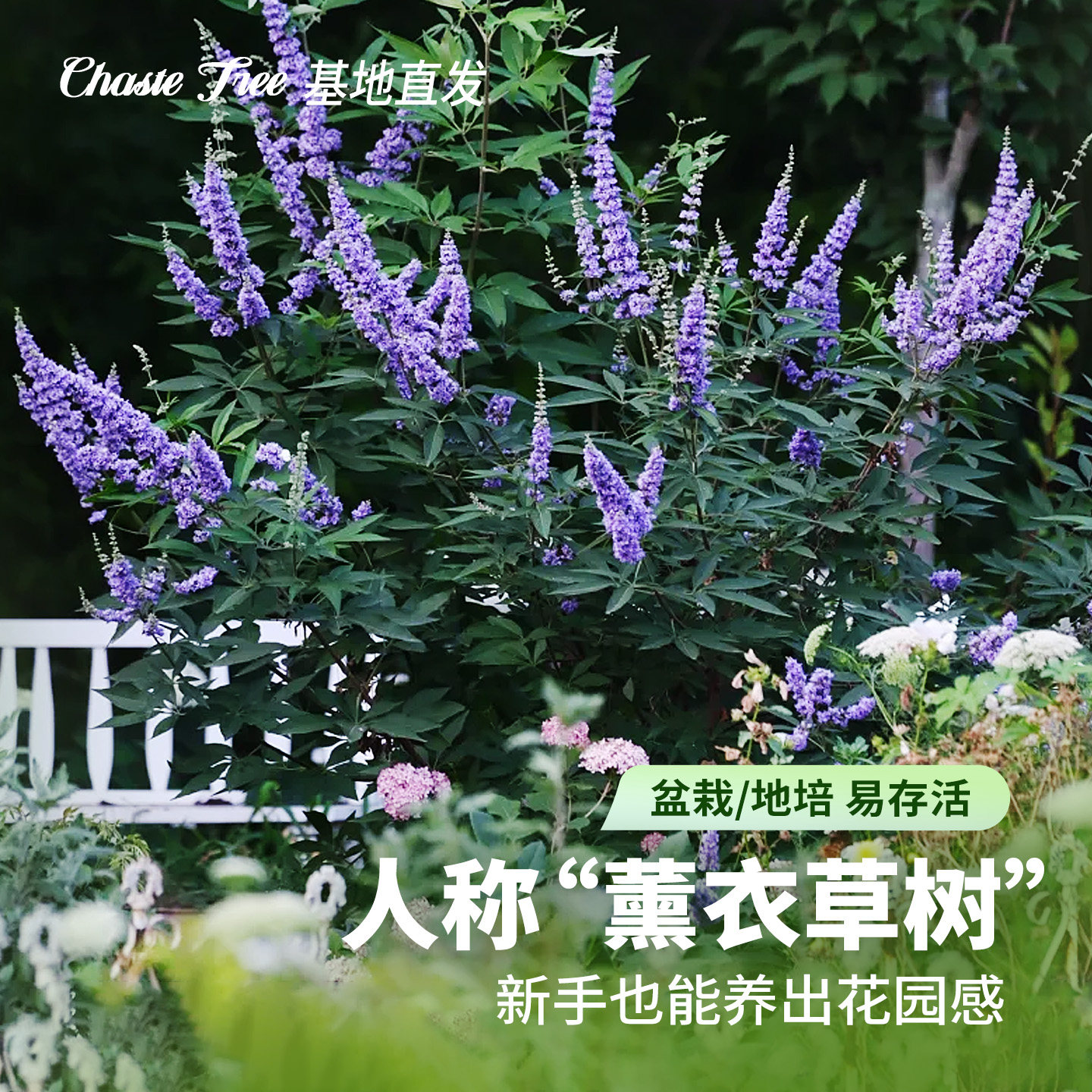 穗花牡荆盆栽树苗灌木夏季花卉树状薰衣草庭院耐寒树状薰衣草图片