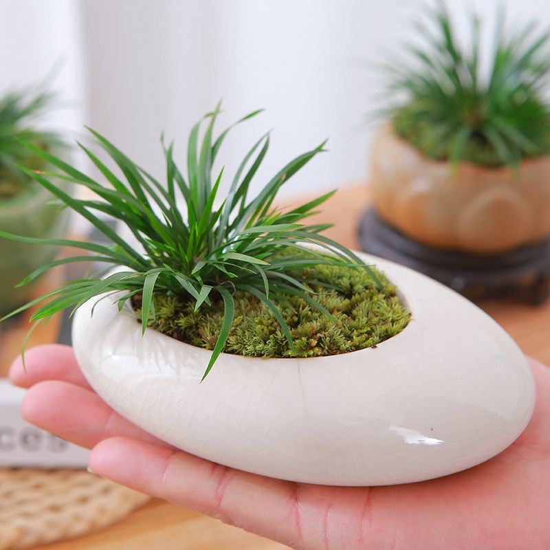 金钱菖蒲盆栽桌面创意小绿植茶桌绿植摆件微景观造景绿色网红植物