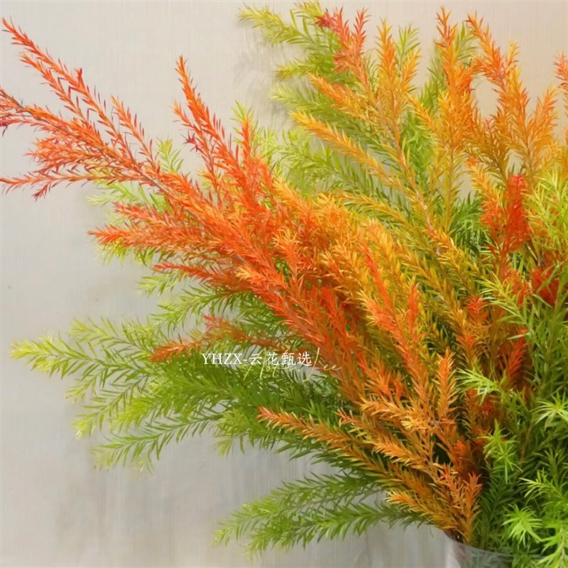 【云花甄选】油画色红色橙色黄绿色千层金组合鲜切枝云南直发空运