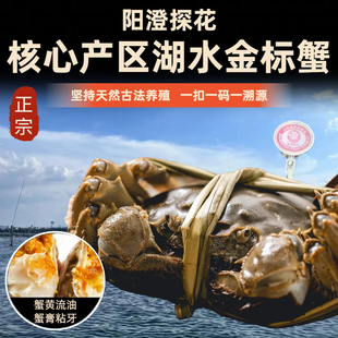 阳澄螃蟹 正宗苏州核心产区湖水特大大闸蟹10只全母礼盒装 活蟹