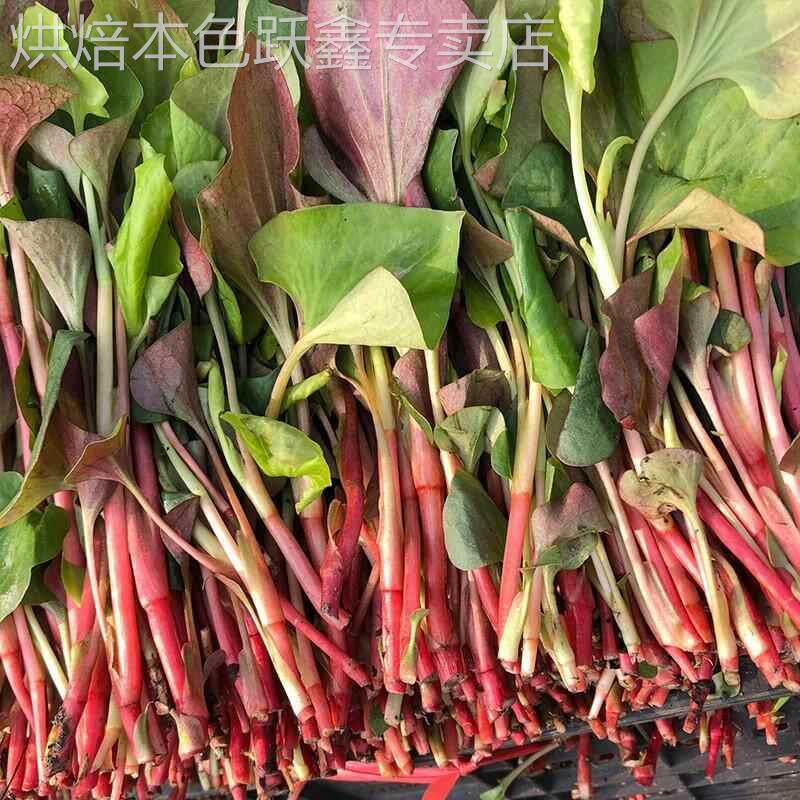 现货速发!现挖四川鱼腥草3斤新鲜折耳根叶子节节根凉拌猪鼻孔叶子