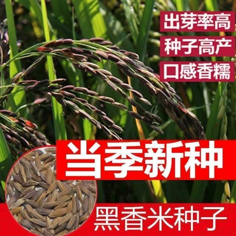 正宗洋县黑稻谷黑糯米种子水稻高产种子500克 黑糯米稻种子送资料