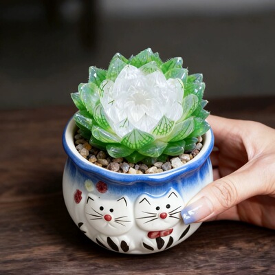 宝莲灯玉露高级稀有精品多肉植物办公室桌面盆栽花卉白莲花