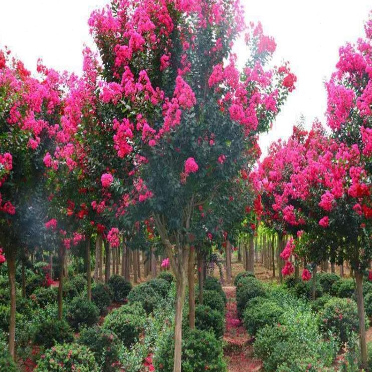花庭院紫耐寒日紅風(fēng)景百盆栽紅紫薇美國(guó)樹(shù)苗老樁薇樹(shù)樹(shù)苗火箭地栽