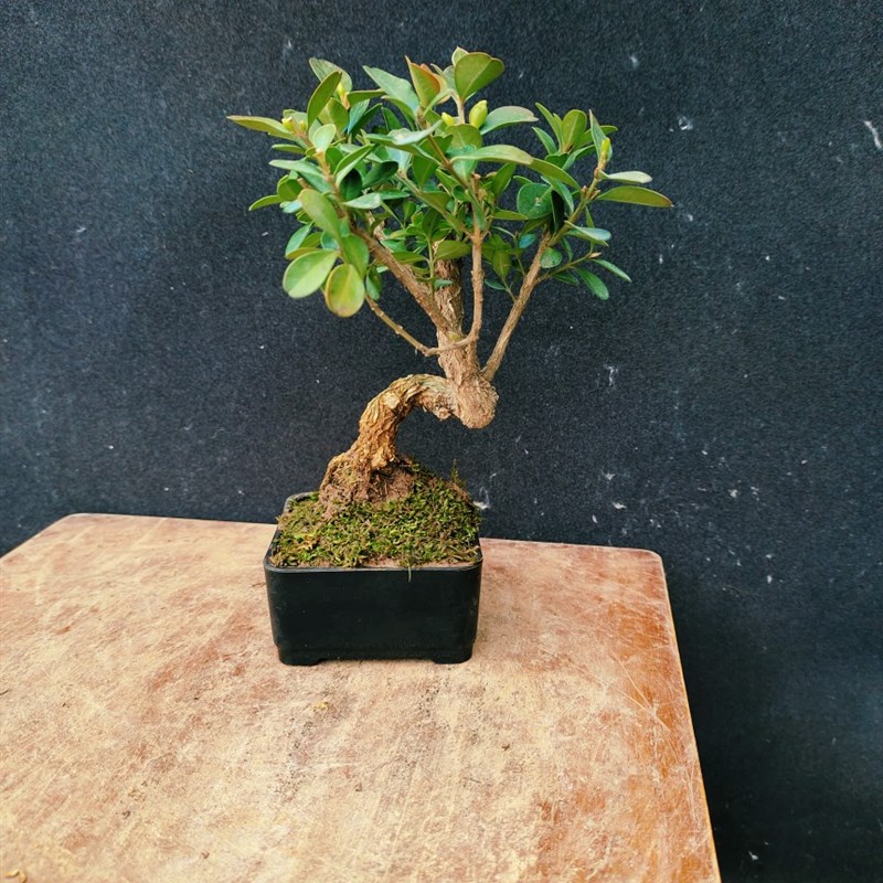 矮霸黄杨小老桩盆景