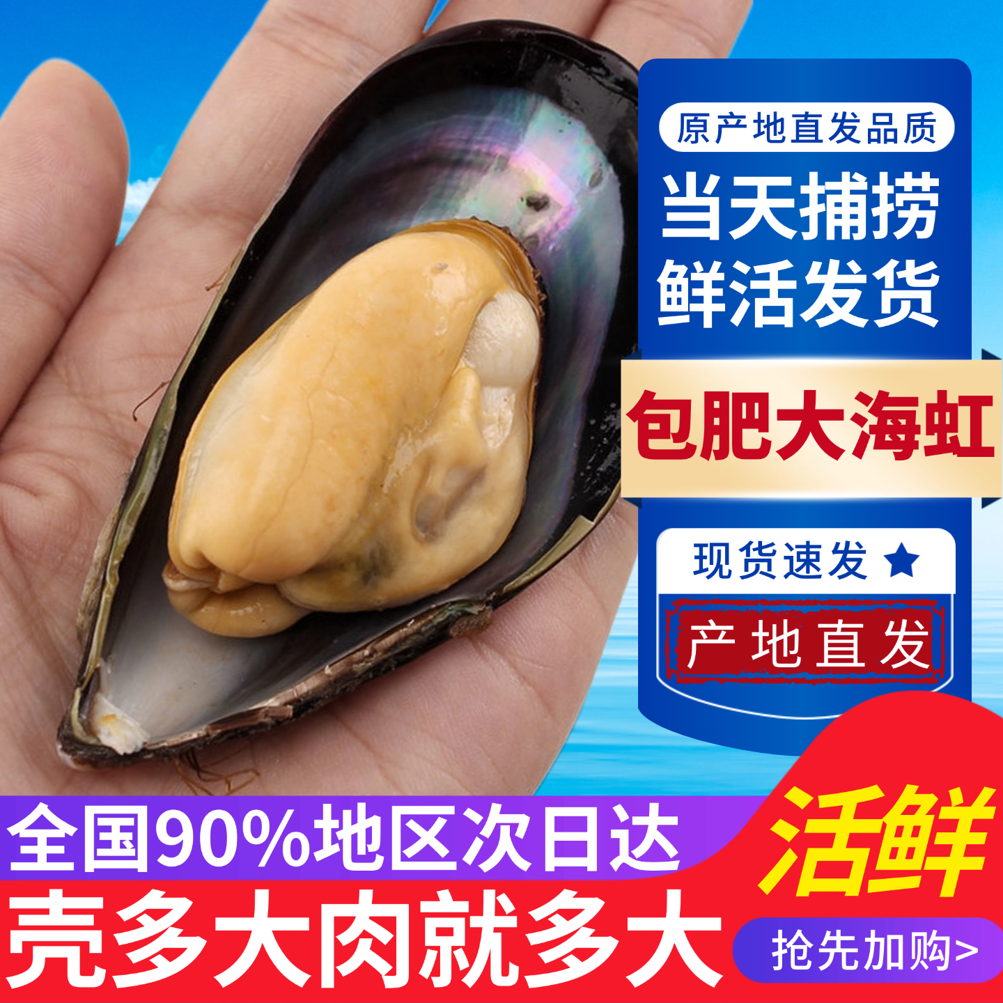 鲜活海虹青口贝淡菜贻贝鲜活海鲜鲜活水产海虹鲜活贝类海产品顺丰