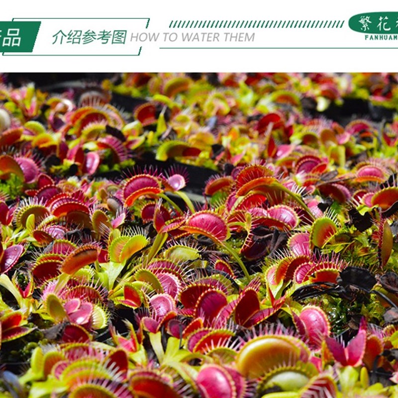 驱逐舰捕蝇草【超大巨夹大型巨型扑蝇草成苗食人花驱蚊草绿植盆】